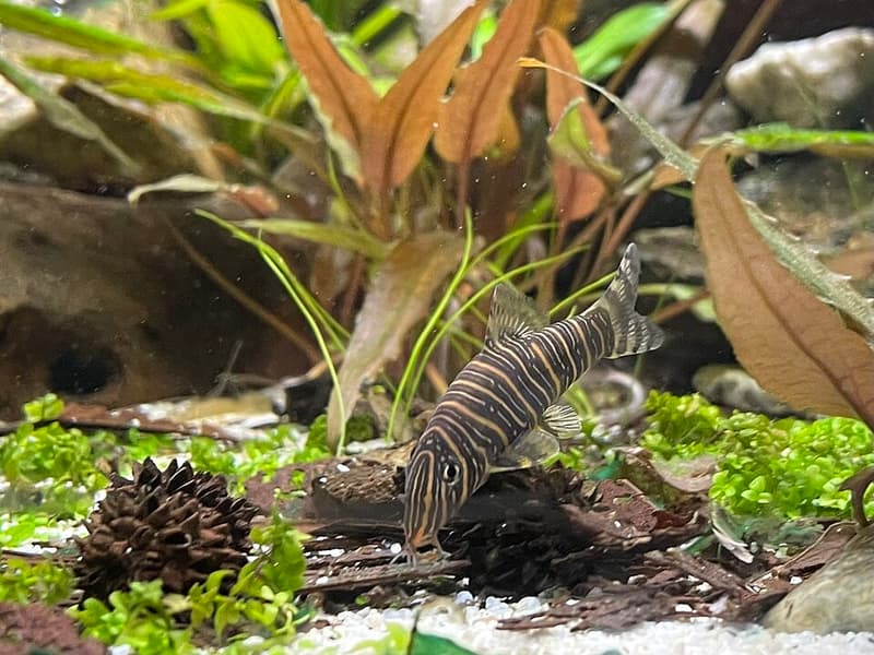 Zebra Loach (Botia striata) — photo 3 of 3
