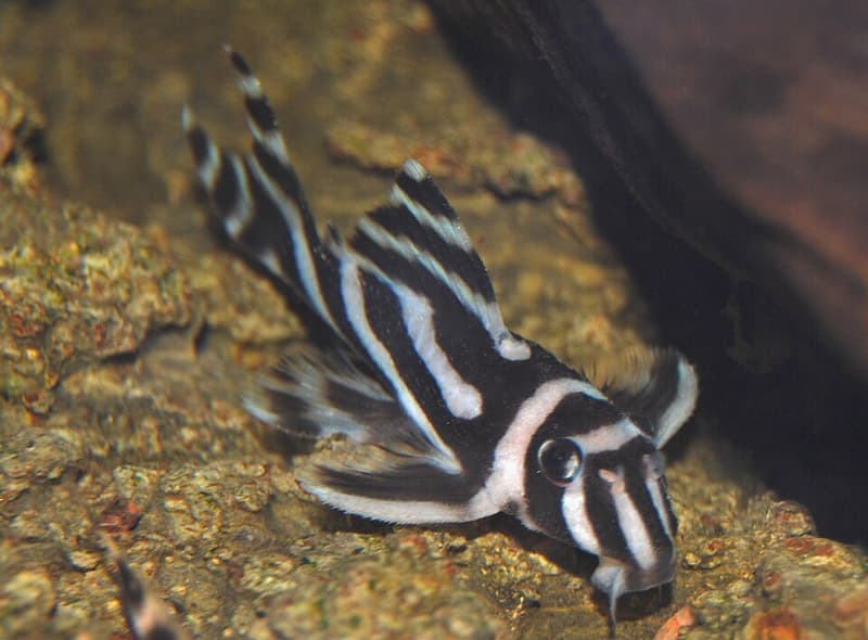 Zebra Pleco (Hypancistrus zebra) — photo 1 of 2