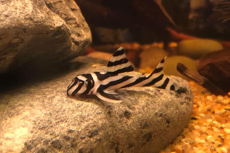 Zebra Pleco (Hypancistrus zebra) — photo 2 of 2